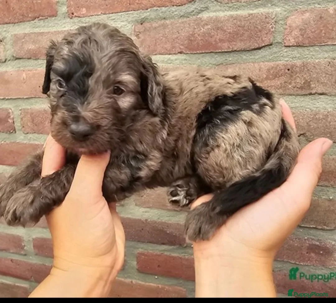 Dwergpoedel honden ter dekking: merle dekreu dwergpoedel in Budel - Advertentie 8