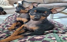 Praagse Rattler honden te koop: 100% Praagse rattler kleine hond  - Afbeelding 3
