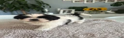 Shih Tzu honden te koop: Shih -Tzu reutje  - Advertentie 7