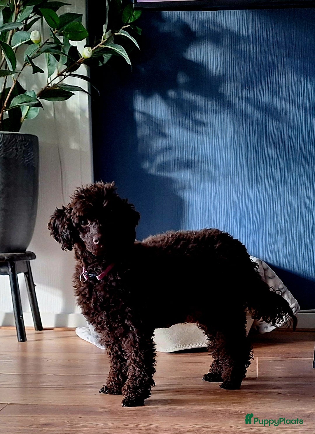 Poedel honden te koop: Choco toypoedel meisjes - Advertentie 10