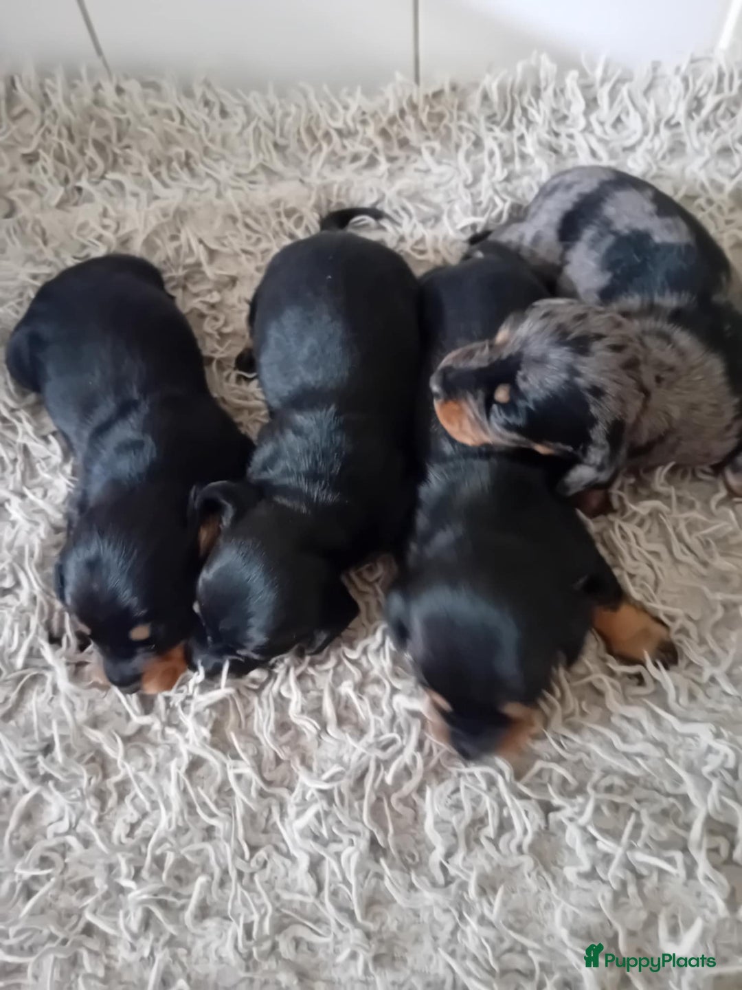 Teckel (korthaar)  honden te koop: teckel puppy 2reutjes 2 teefjes  - Afbeelding 3