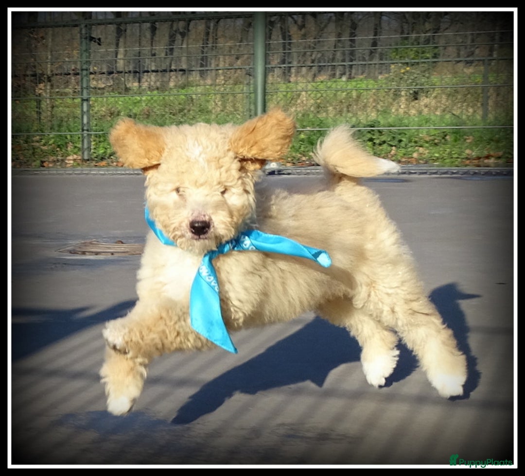 Labradoodle honden te koop: Labradoodle pups volledig geent. - Advertentie 4