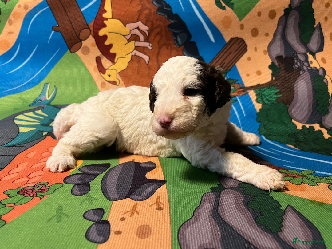 Spaanse Waterhond honden te koop: Spaanse Waterhond pups  - Advertentie 10