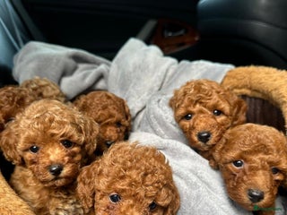 Poedel Toy honden Toy Poedel puppy’s - Advertentie 13