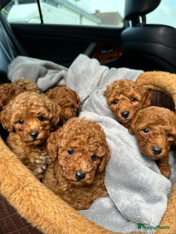 Poedel Toy honden Toy Poedel puppy’s - Advertentie 1