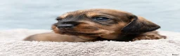 Ruwhaar Teckel honden te koop: Prachtige Ruwharige Teckel pups - Advertentie 11