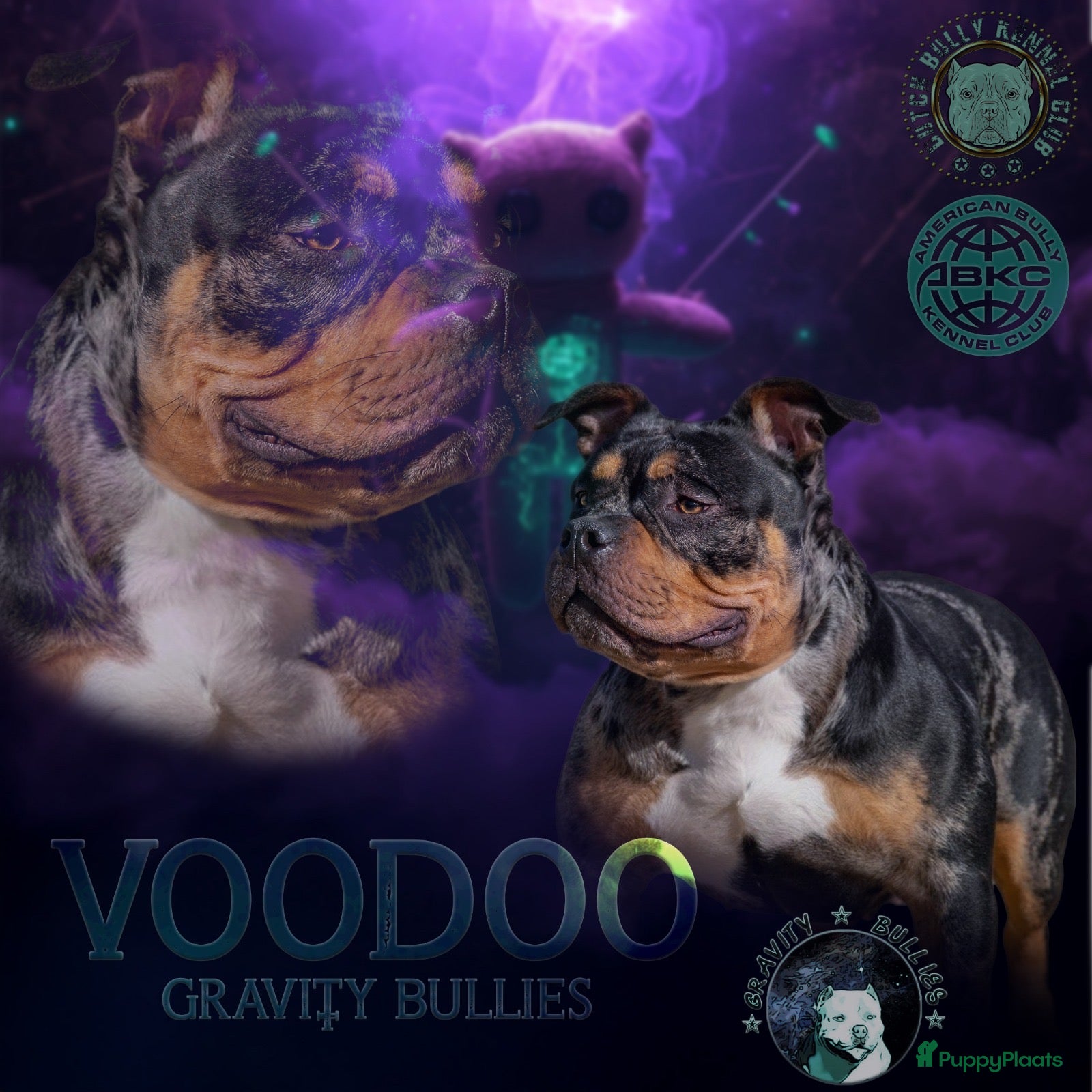 Amerikaanse Bully honden American Bully pups verwacht rond september - Advertentie 1