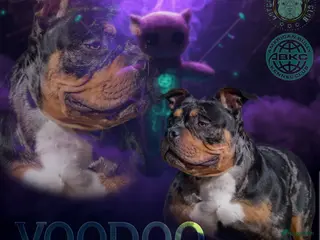 Amerikaanse Bully honden American Bully pups verwacht rond september - Advertentie 1