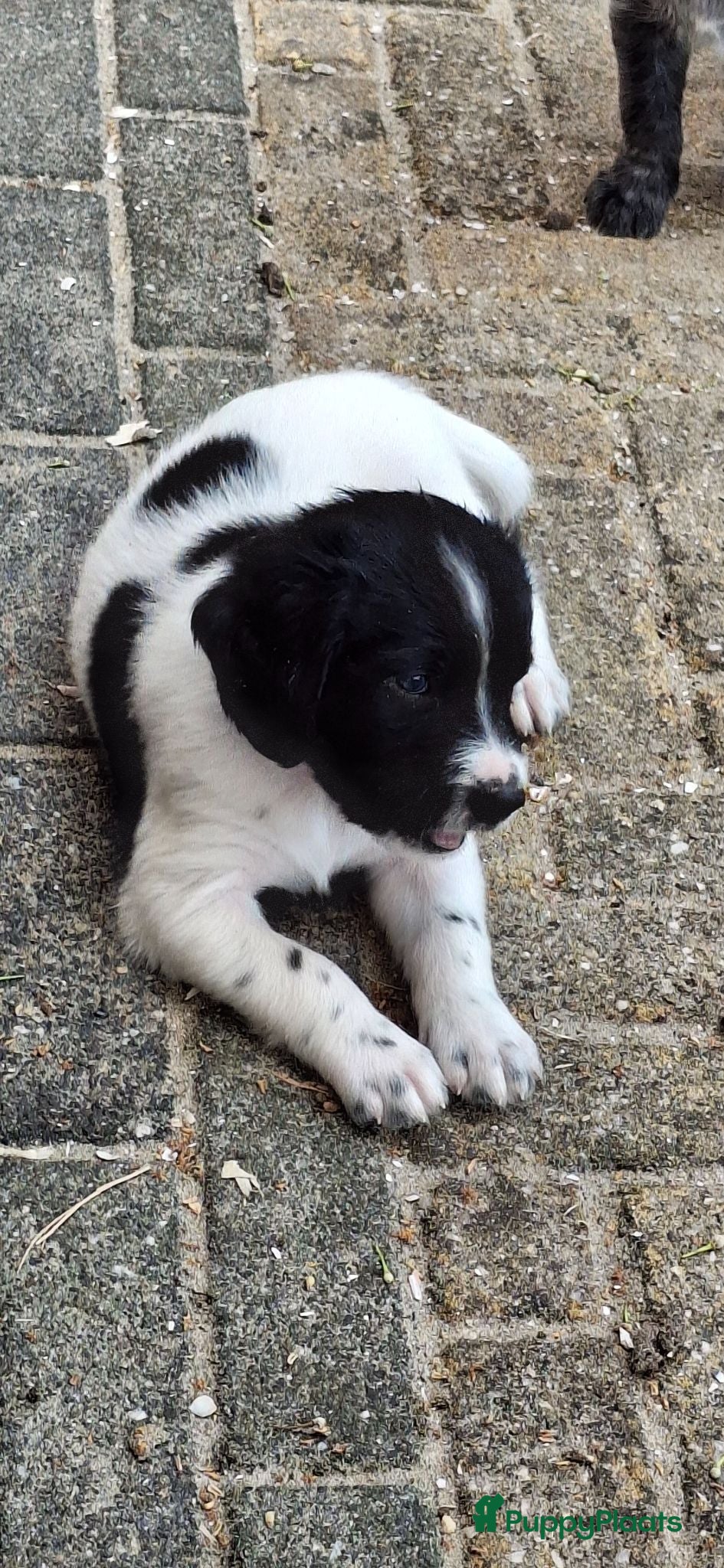 Kruising honden Unieke aparte bijzondere kruising - Advertentie 2