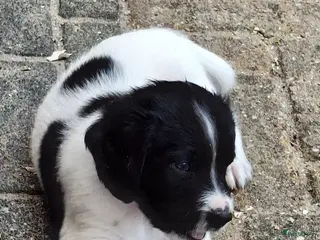 Kruising honden Unieke aparte bijzondere kruising - Advertentie 2