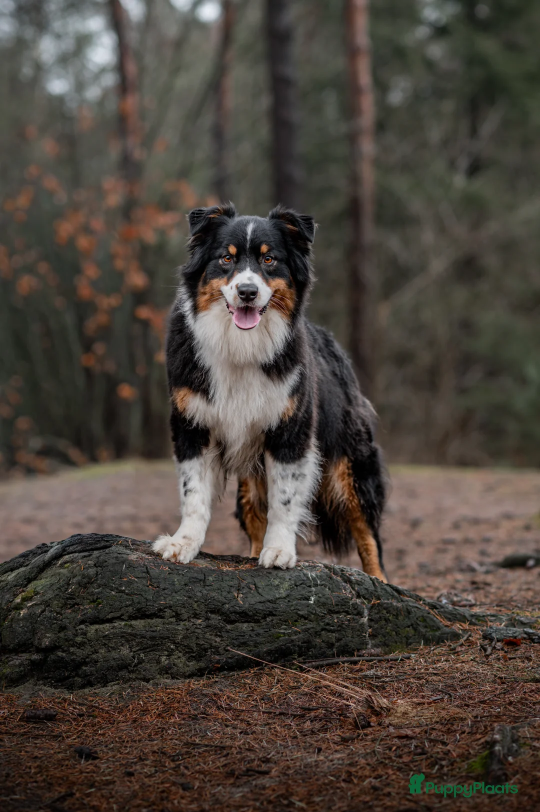 Galerij afbeelding {{count}}