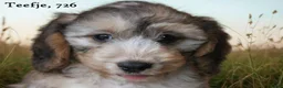 Cockapoo honden te koop: Cockapoo pups - Advertentie 18