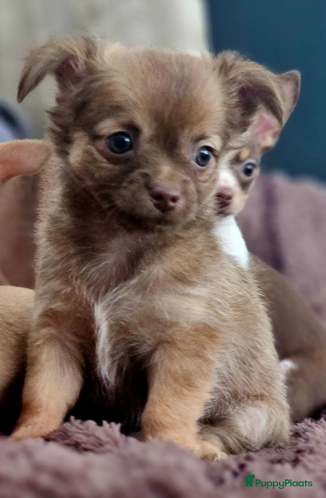 Chihuahua honden te koop: Raszuivere Chihuahua pups reutjes - Advertentie 19