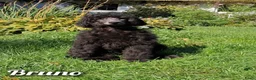 Poedel honden te koop: Prachtig nest zwarte Grote Poedel reutjes! - Advertentie 4