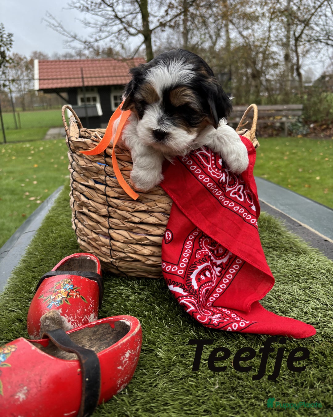 Kruising honden te koop: Schattige Boomer Puppy's - Advertentie 2