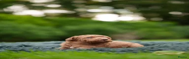 Labradoodle 6