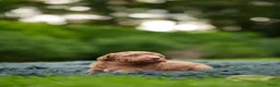 Labradoodle honden te koop: Prachtige multigen Labradoodles - Advertentie 8