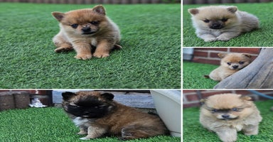 Pomeriaan honden - Advertentie 12
