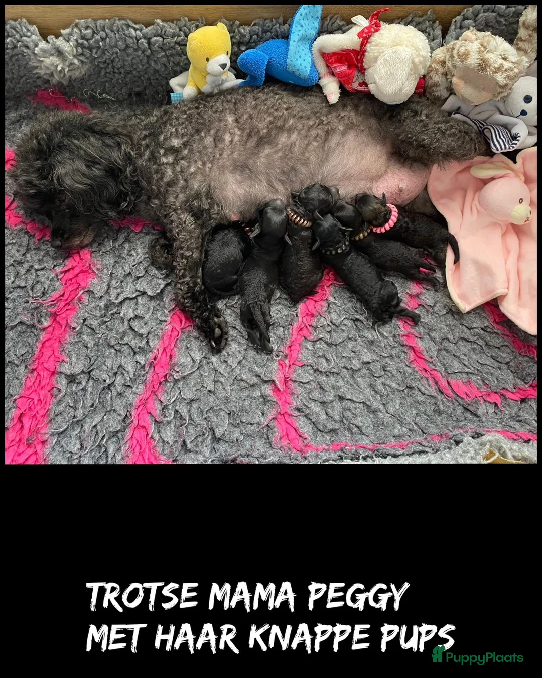 Poedel Toy honden te koop: Toy poedeltjes geboren  - Advertentie 1