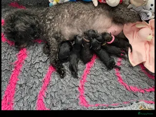 Poedel Toy honden Toy poedeltjes geboren - Advertentie 13