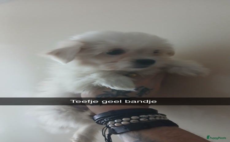 Boomer honden - Advertentie 2