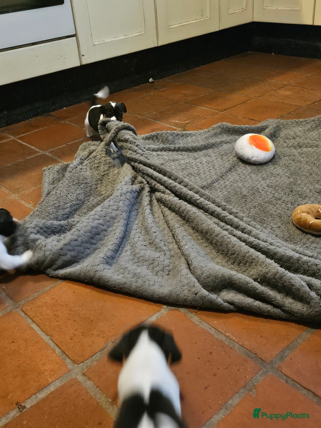 Jack Russel Terriër honden te koop: Jack russel pups (laagbenig) in Baarle-Nassau - Afbeelding 4