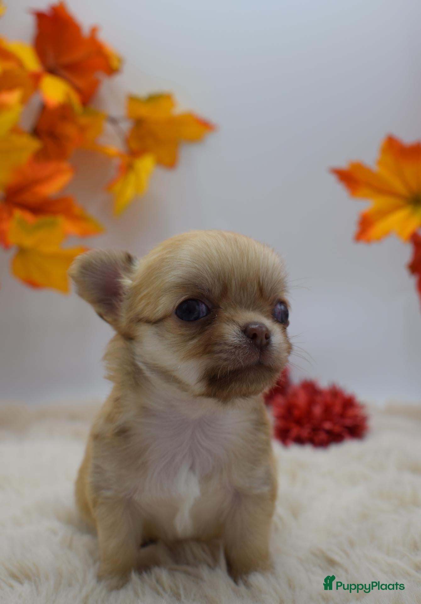 Chihuahua honden FCI stamboom Chihuahua pups  - Advertentie 2