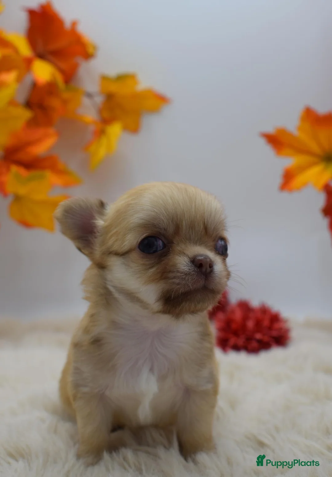 Chihuahua honden te koop: FCI stamboom Chihuahua pups  - Advertentie 1
