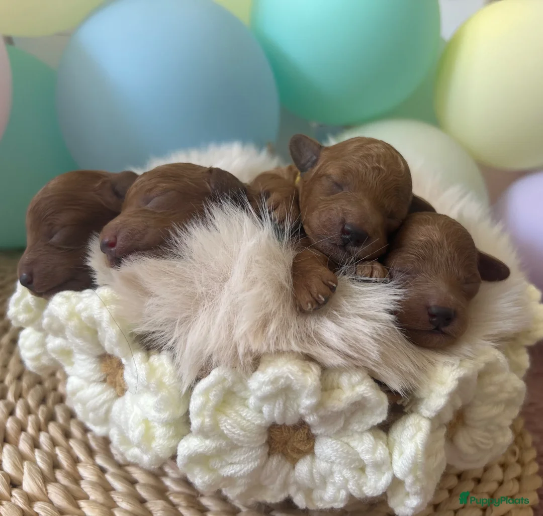Dwergpoedel honden te koop: Dwergpoedel pups – FCI/RVB stamboom - Advertentie 2
