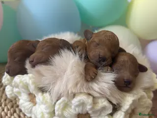 Dwergpoedel honden Dwergpoedel pups – FCI/RVB stamboom - Advertentie 5