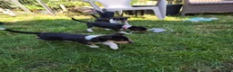 Schotse Herdershond korthaar honden te koop: Schotse herdershond korthaar pups - Advertentie 6