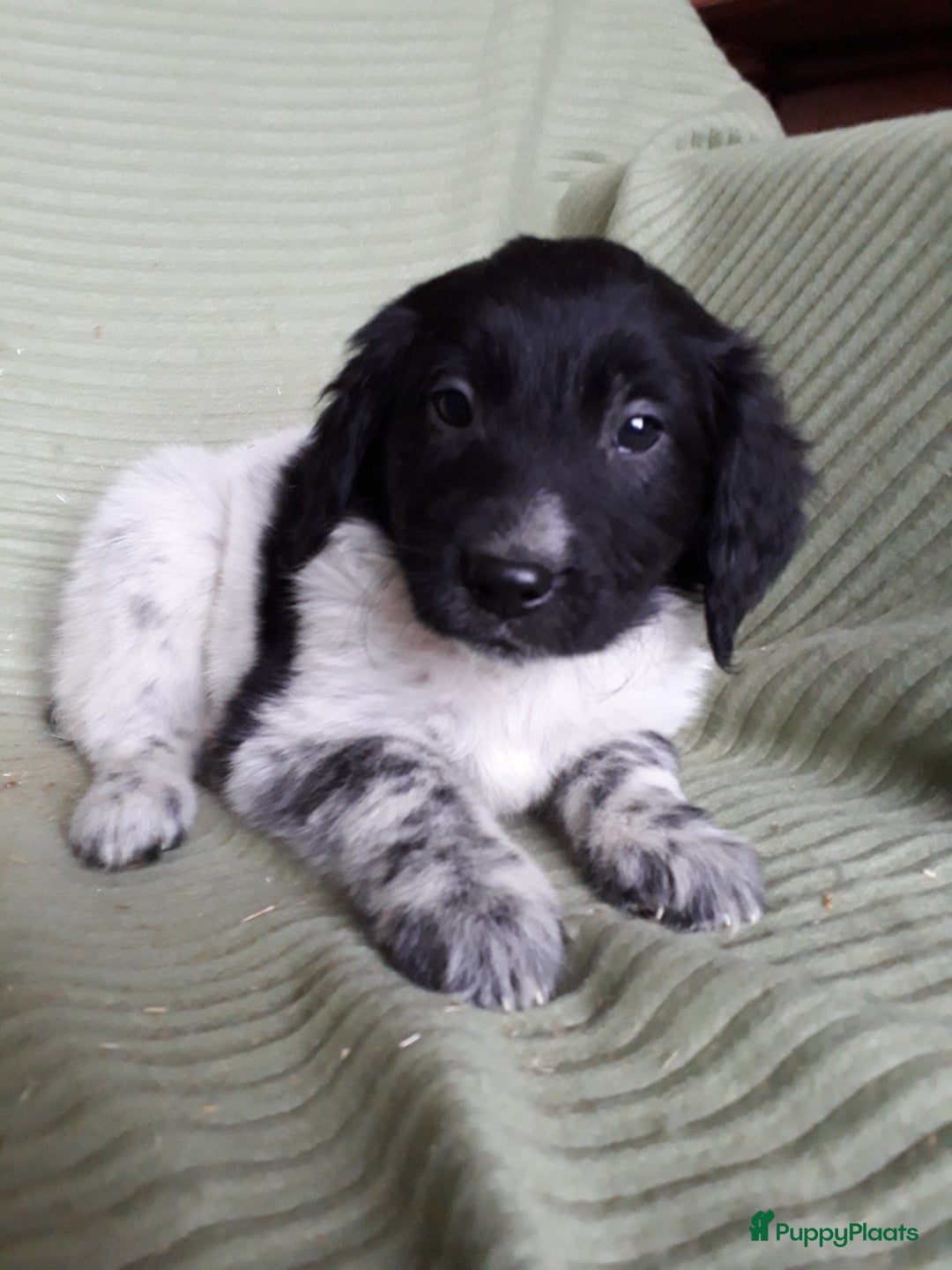 Kruising honden te koop: Leuke en lieve kruising pups(1 reutje beschikbaar) - Advertentie 18