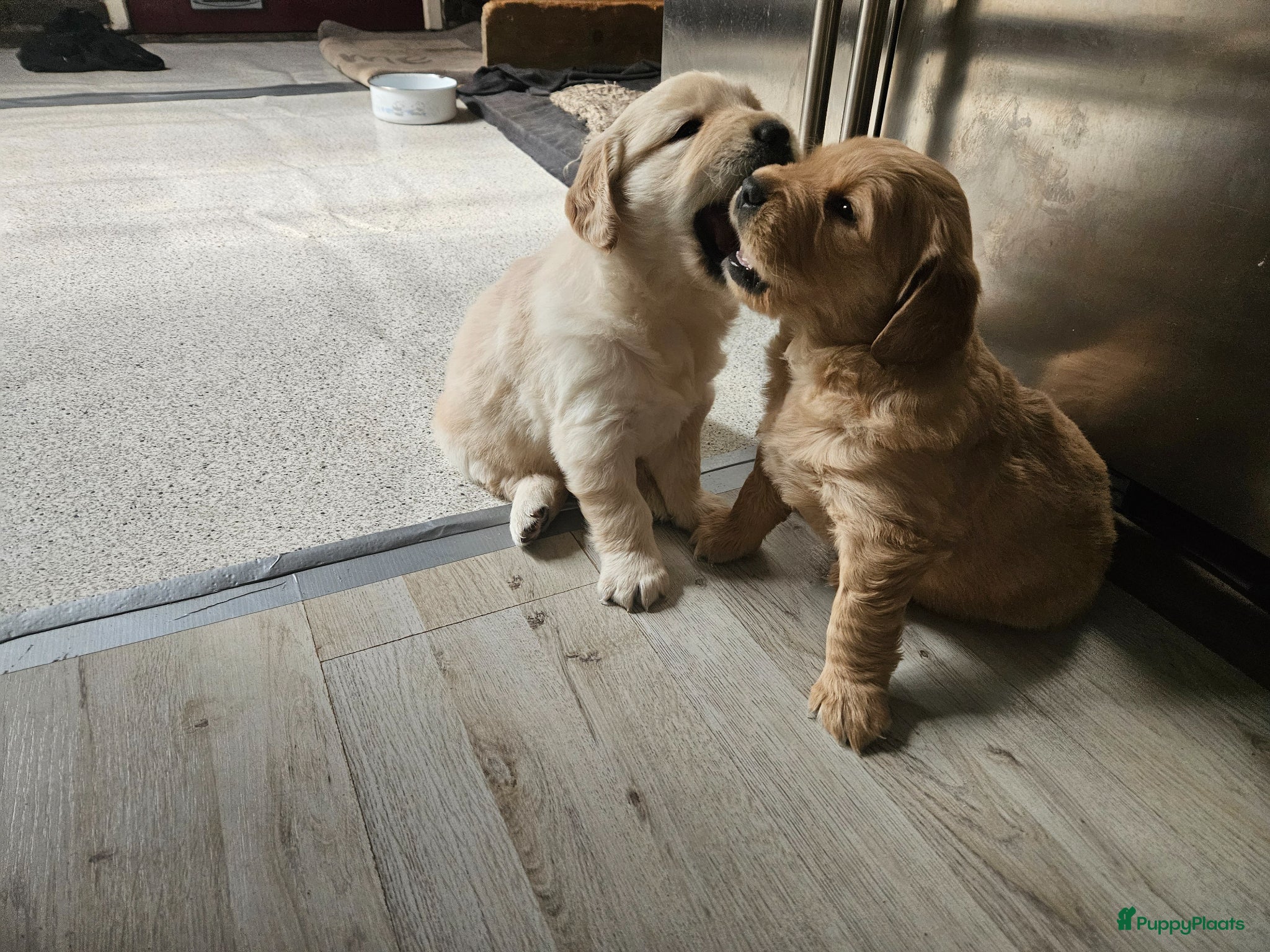 Golden Retriever honden Golden Retriver pups mogen de nest uit ! - Advertentie 1