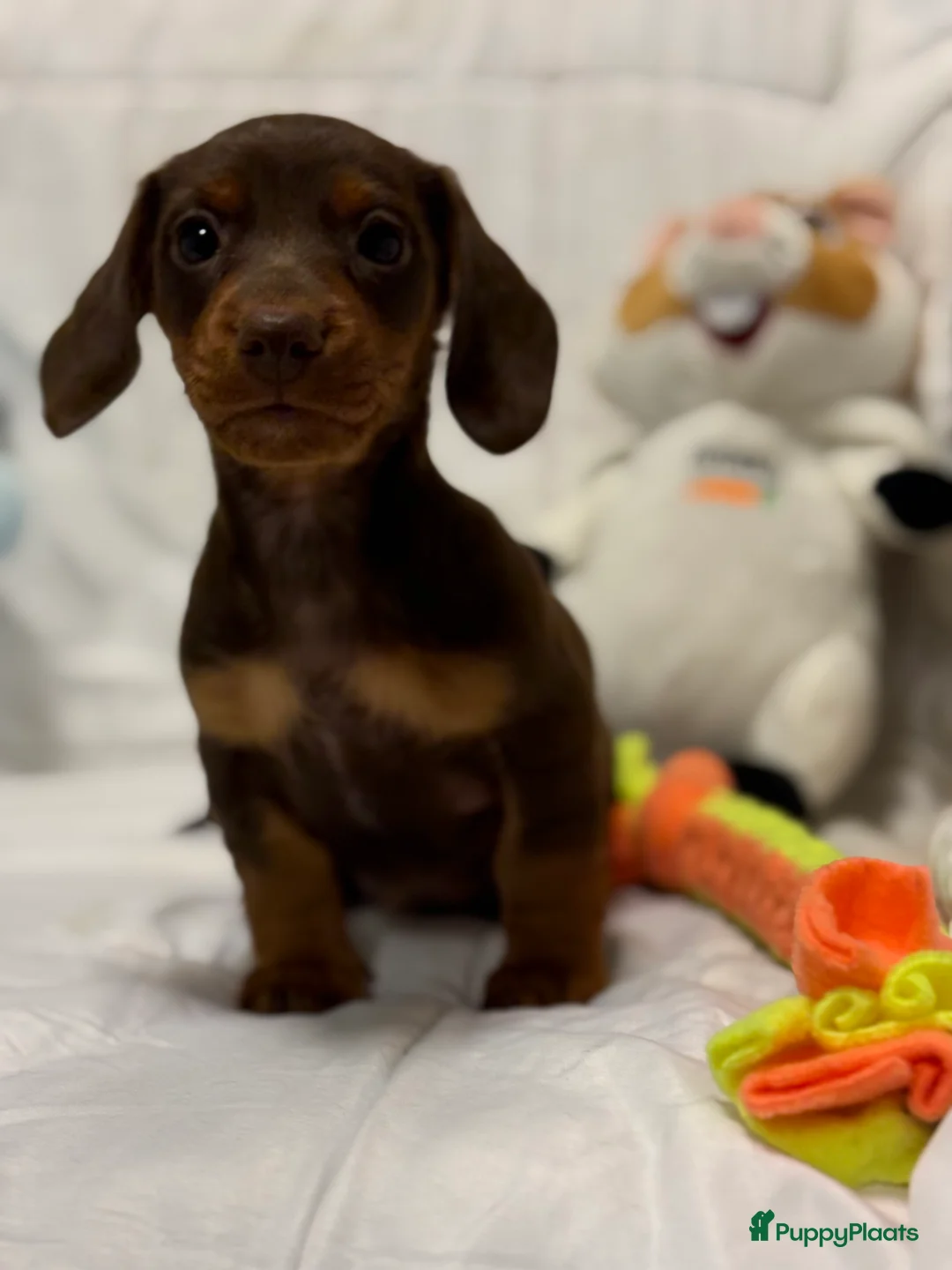 Teckel (korthaar)  honden te koop: Dwerg teckel pups  - Advertentie 17