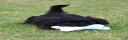 Kruising honden te koop: Knappe Boompoo pups - Advertentie 12