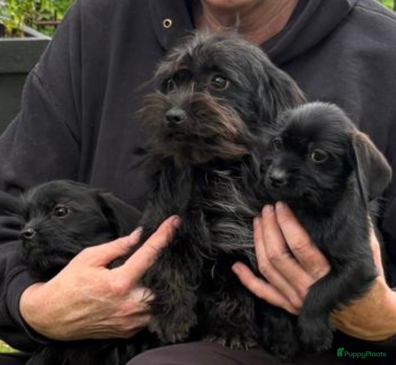 Kruising honden te koop: 2 prachtige Schweenie’s 🎀🎀 (shihtzu/dwergteckel  - Advertentie 1