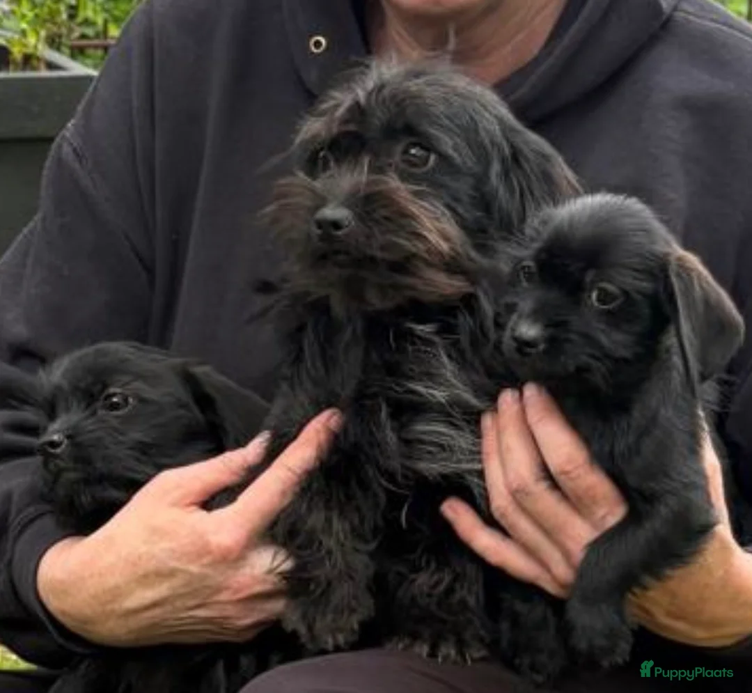 Kruising honden te koop: 2 prachtige Schweenie’s 🎀🎀 (shihtzu/dwergteckel  - Advertentie 1