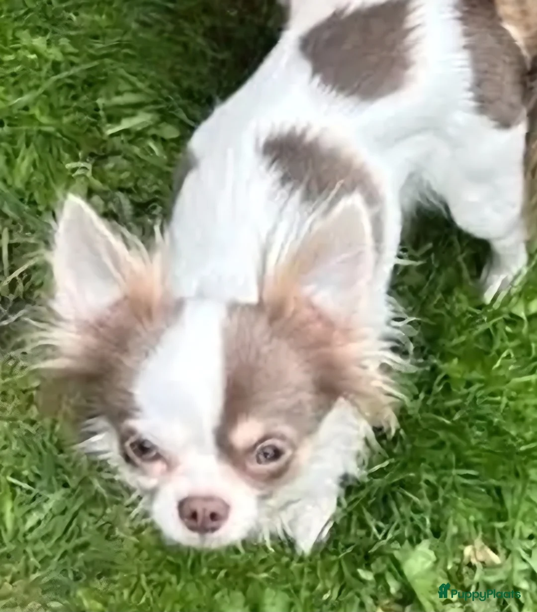 Chihuahua honden te koop: chihuahua teefje  - Advertentie 3