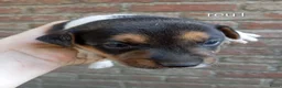 Jack Russel Terriër honden te koop: Jack Russell boerderijpups - Advertentie 9