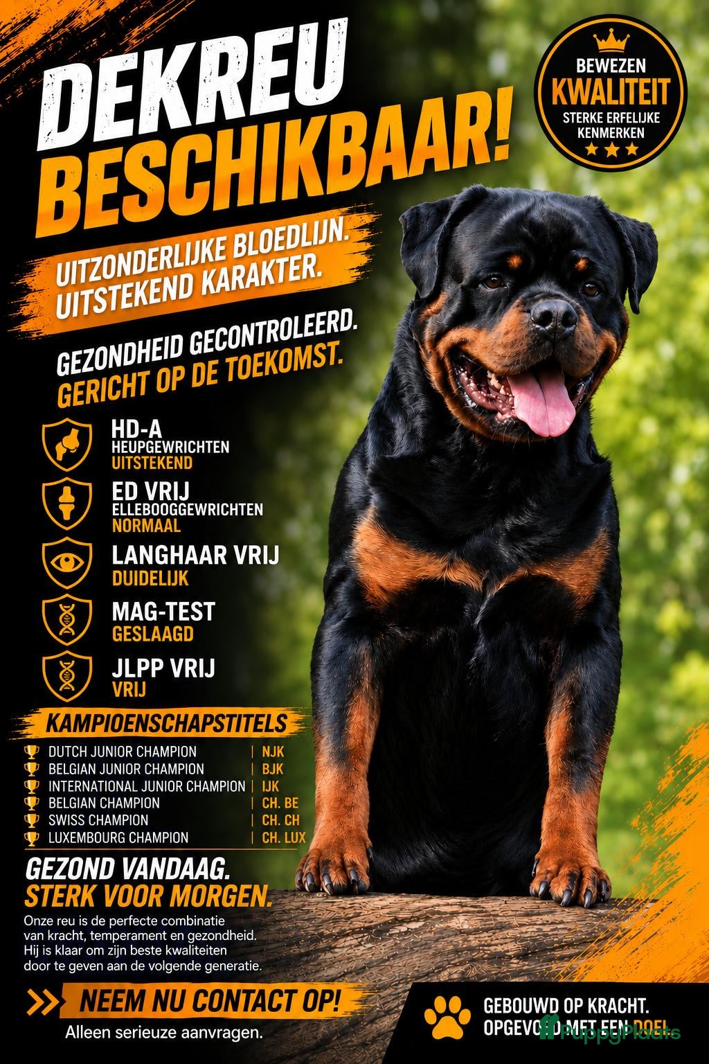 Rottweiler honden Dekreu Rottweiler  - Advertentie 2