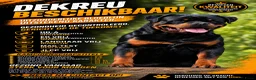 Rottweiler honden ter dekking: Dekreu Rottweiler  - Advertentie 1