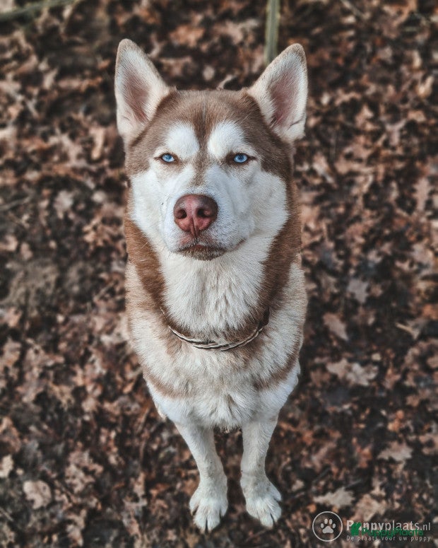Siberische Husky honden Licht rode dekreu ter aanbieding in Roeselare - Advertentie 2