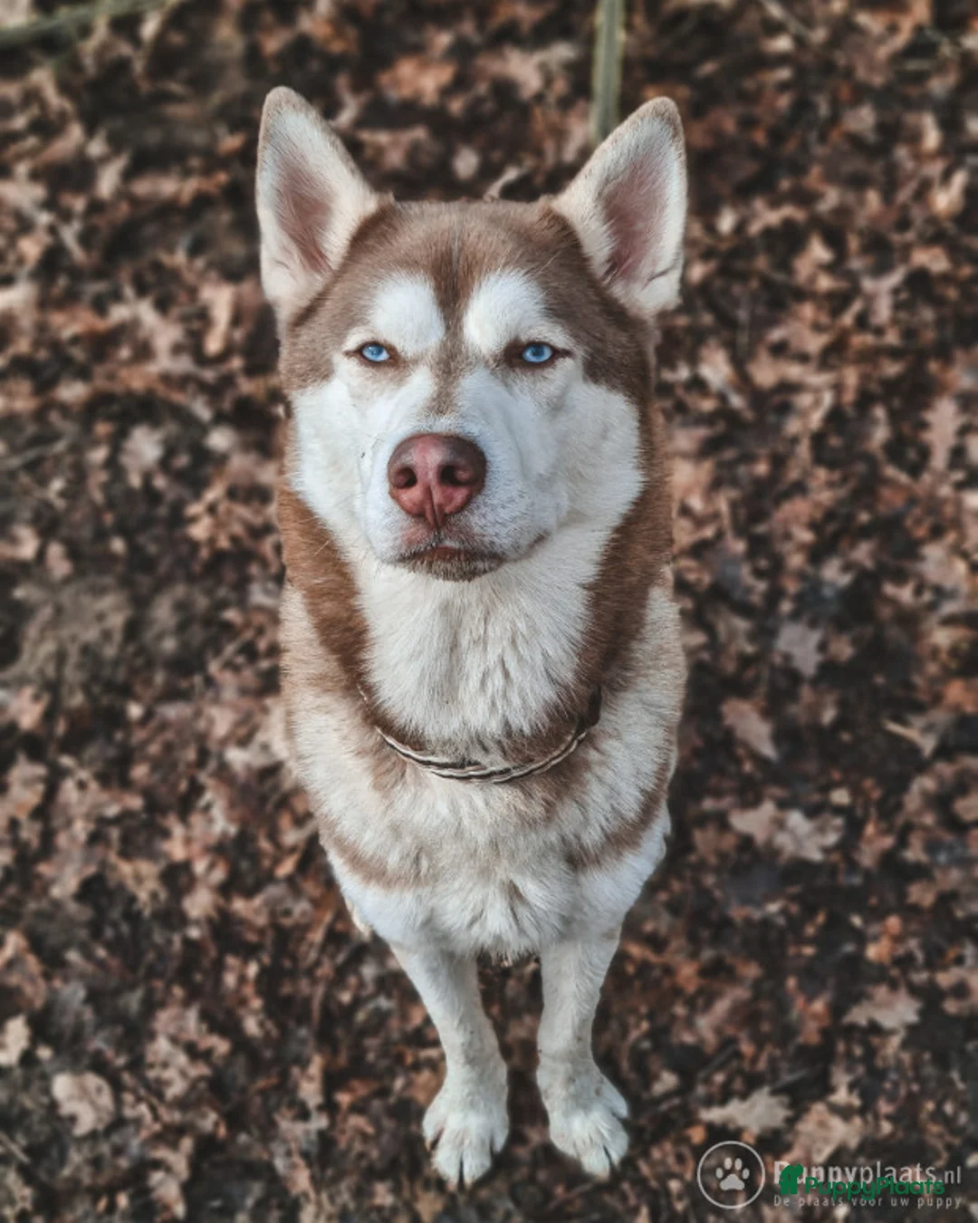 Siberische Husky honden ter dekking: Licht rode dekreu ter aanbieding in Roeselare - Advertentie 2