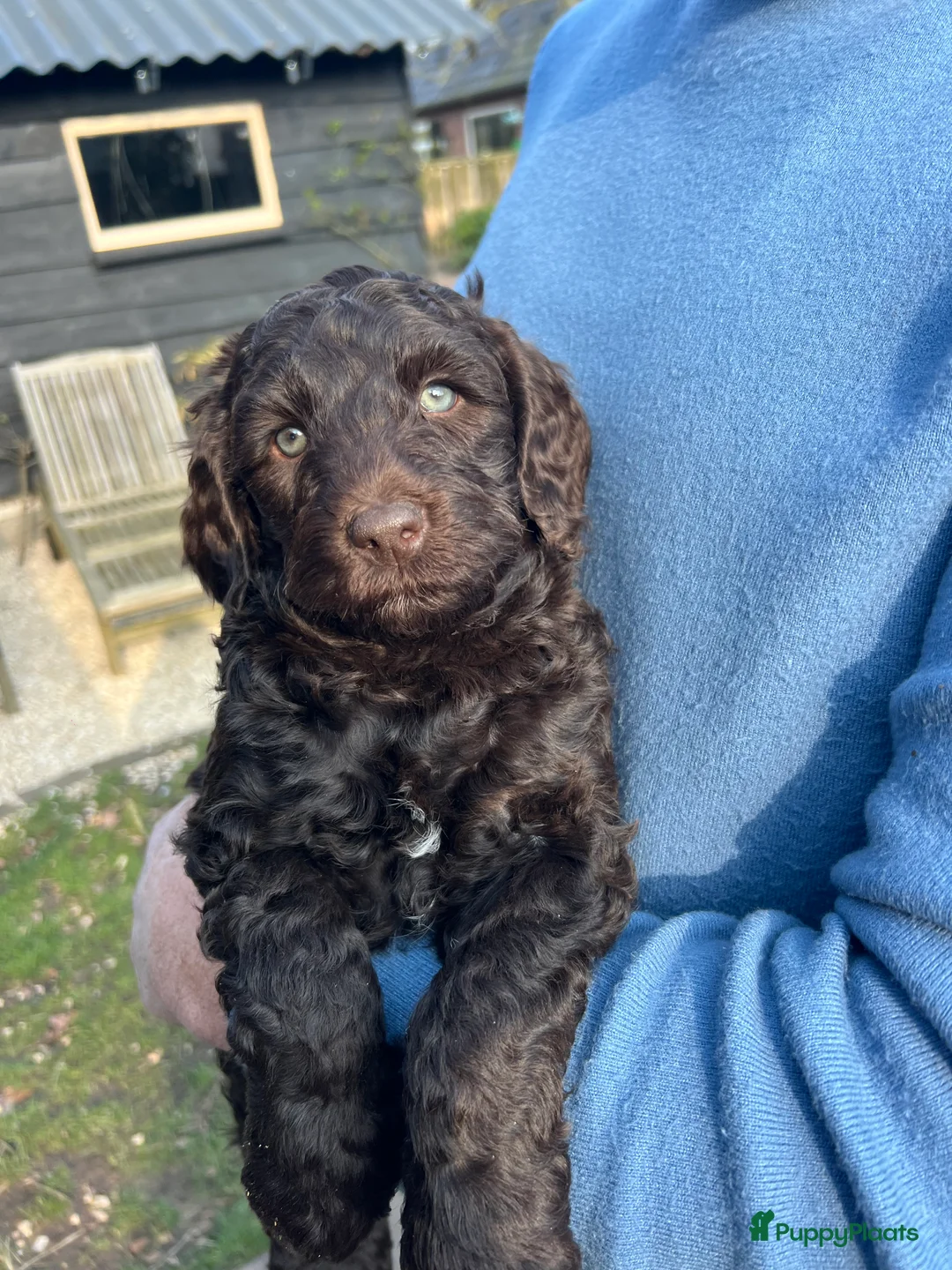 Kruising honden te koop: cockapoo x australian labradoodle chocobruin  - Advertentie 1