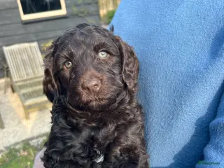 Kruising honden cockapoo x australian labradoodle chocobruin - Advertentie 3