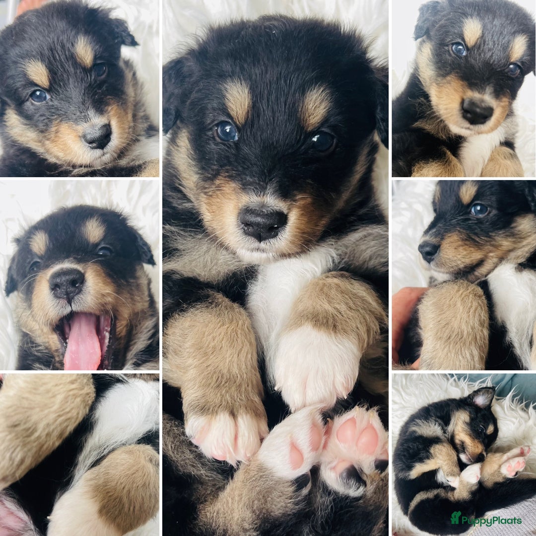 Australian Shepherd honden te koop: Prachtige pups Australian shepherd X Pomsky  - Afbeelding 15