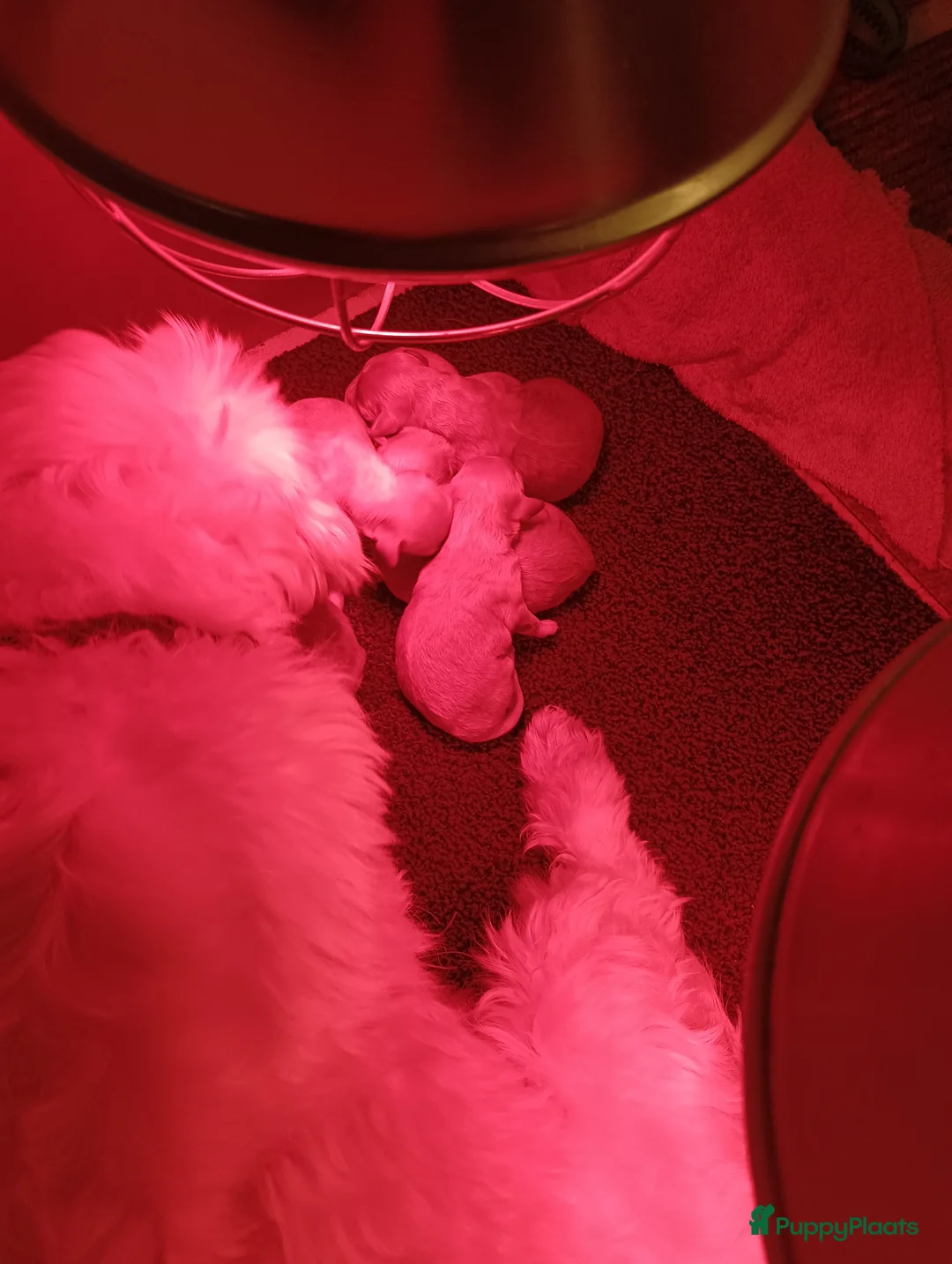 Maltipoo honden te koop: Maltipoo pups beschikbaar  - Advertentie 10