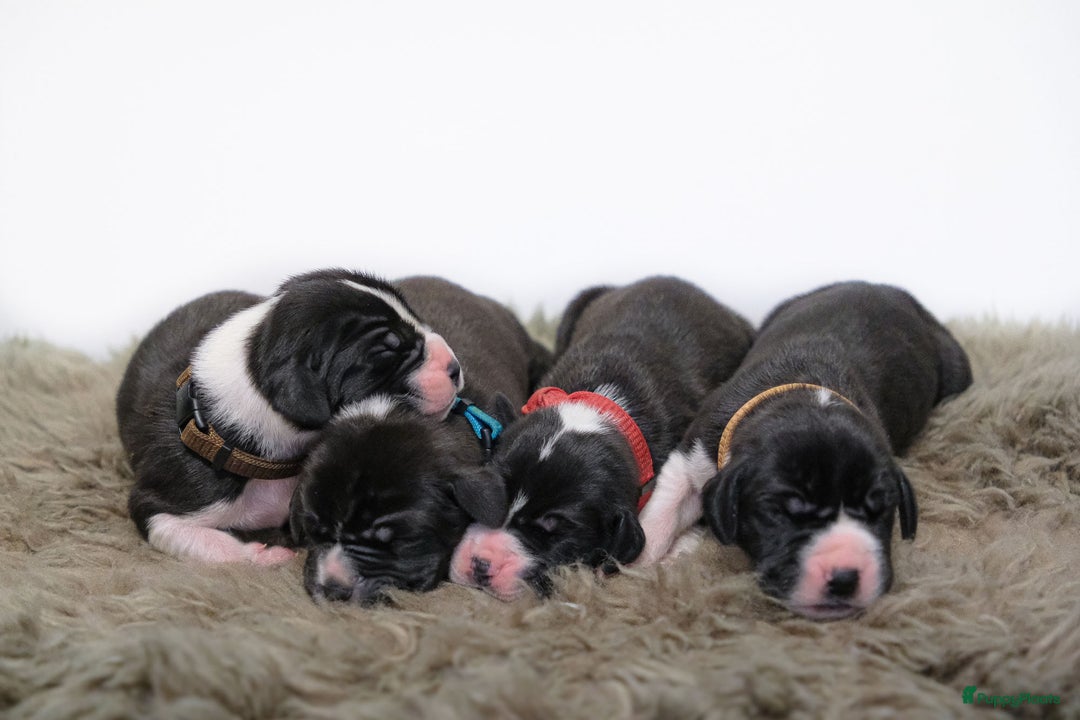 Duitse Dog honden te koop: Duitse dog pups zwart-wit met stamboom  - Advertentie 6