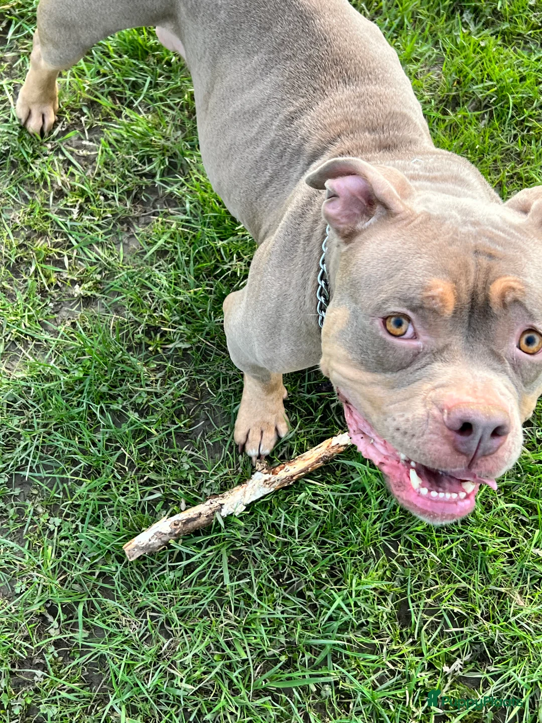 Amerikaanse Bully honden te koop: Wij zoeken een gouden mandje  - Advertentie 2