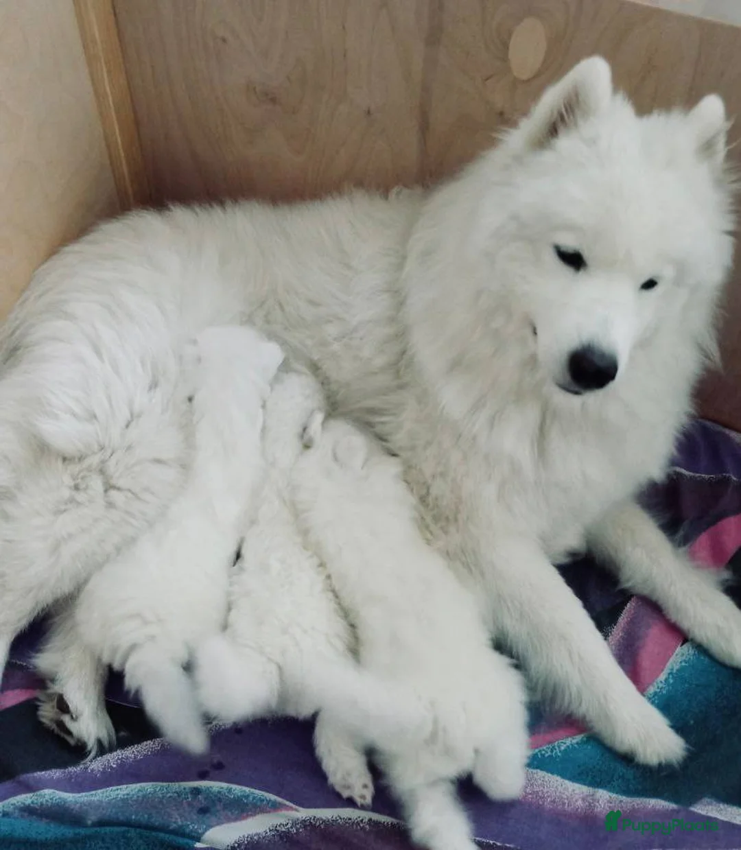 Samojeed honden te koop: Samojeed pups in Amsterdam - Advertentie 1